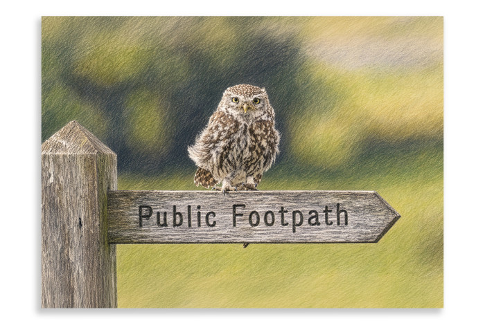 Directions Please - Little Owl - Artistic
